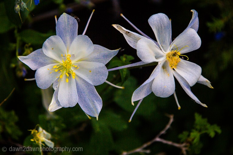Columbine bloom at Cedar Breaks National Monument in Southern Utah