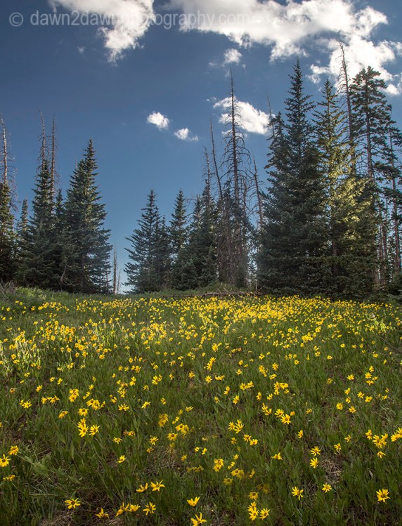 Little sunflowers bloom at Cedar Breaks National Monument in Southern Utah