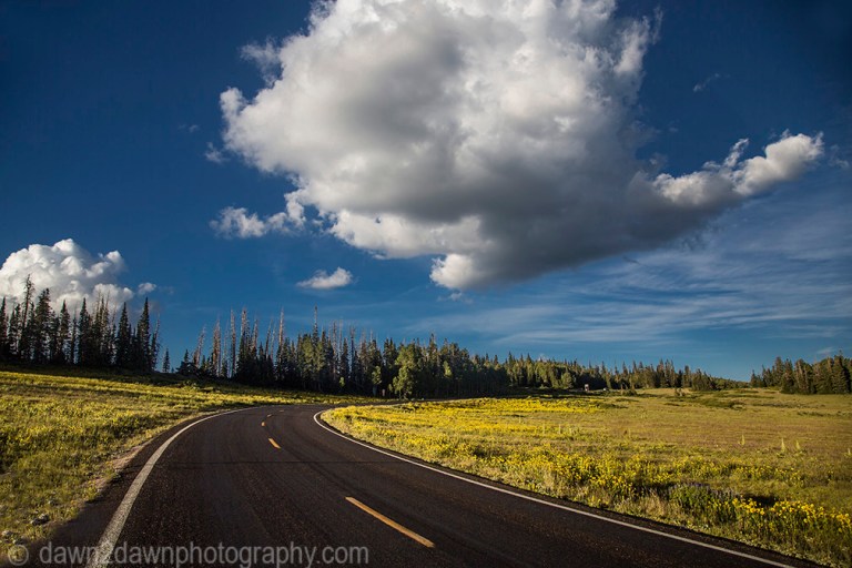 Little sunflowers bloom at Cedar Breaks National Monument in Southern Utah