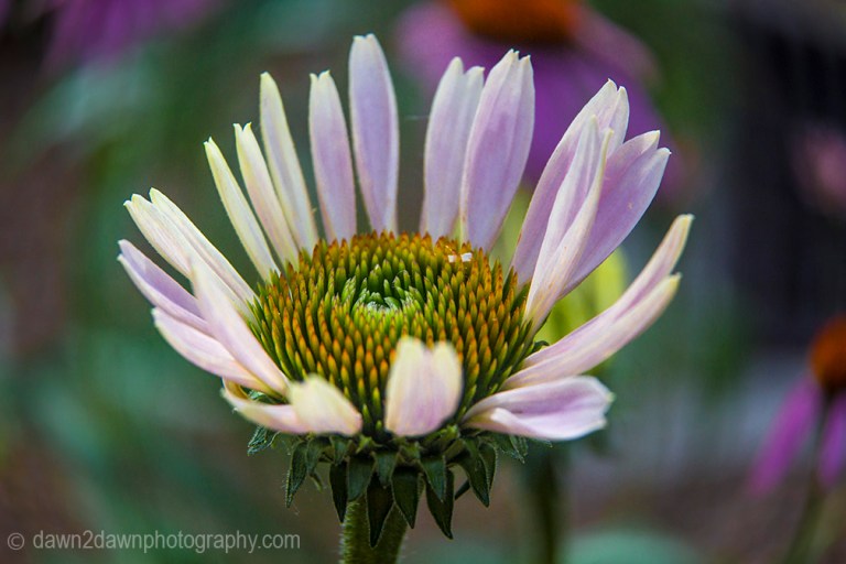 The purple coneflower produces bright colors while blooming in the hot desert sun.