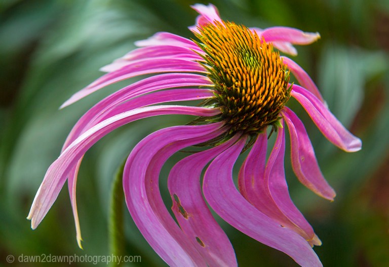 The purple coneflower produces bright colors while blooming in the hot desert sun.