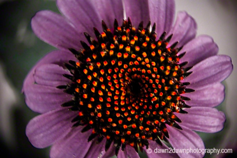 A macro shot of the Purple Coneflower also known as the Bright Star