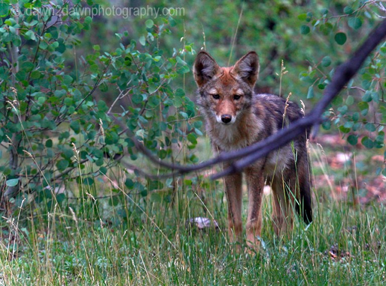 A coyote appears at the Kaibab National Forest, Arizona