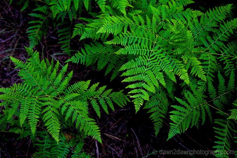 Ferns thrive in the deep forests of Kaibab National Forest near the north rim of The Grand Canyon Arizona