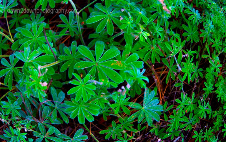Lupine plants thrive in the deep forests of Kaibab National Forest near the north rim of The Grand Canyon Arizona