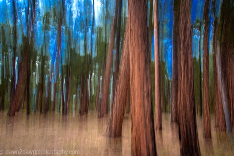 Ponderos Pines thrive at The Kaibab National Forest near the north rim of The Grand Canyon, Arizona