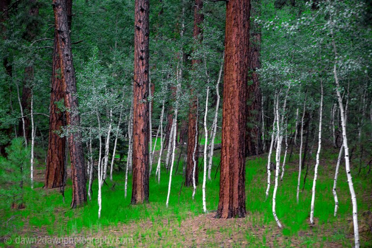 Ponderos Pines and Aspens thrive at The Kaibab National Forest near the north rim of The Grand Canyon, Arizona