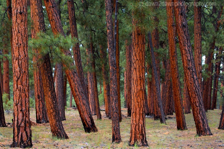 Ponderos Pines thrive at The Kaibab National Forest near the north rim of The Grand Canyon, Arizona
