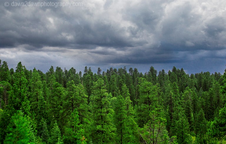 Ponderos Pines thrive at The Kaibab National Forest near the north rim of The Grand Canyon, Arizona