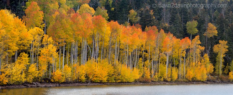Fall colors from Aspen trees at Kolob Reservoir near Zion National Park, Utah