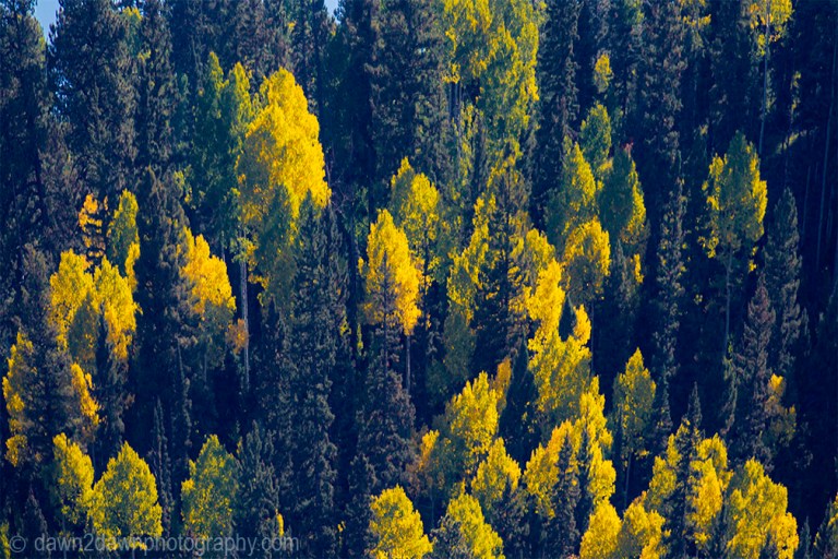 Fall colors have arrived via Aspen Trees at Kaibab National Forest, Arizona