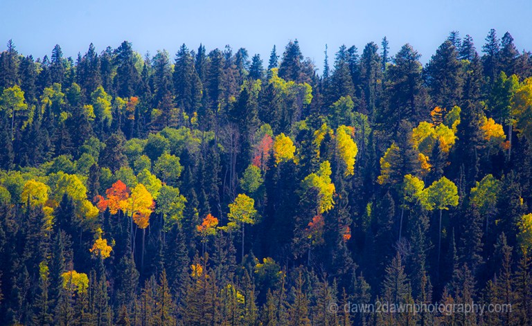 Fall colors have arrived via Aspen Trees at Kaibab National Forest, Arizona