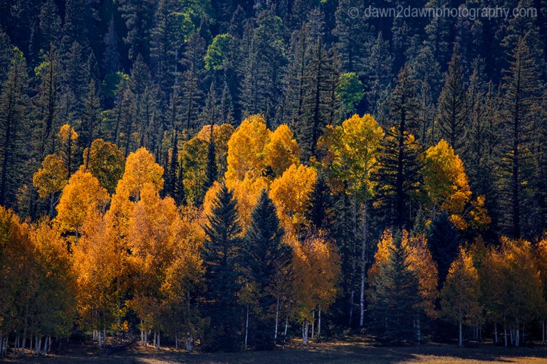 Fall colors have arrived via Aspen Trees at Kaibab National Forest, Arizona