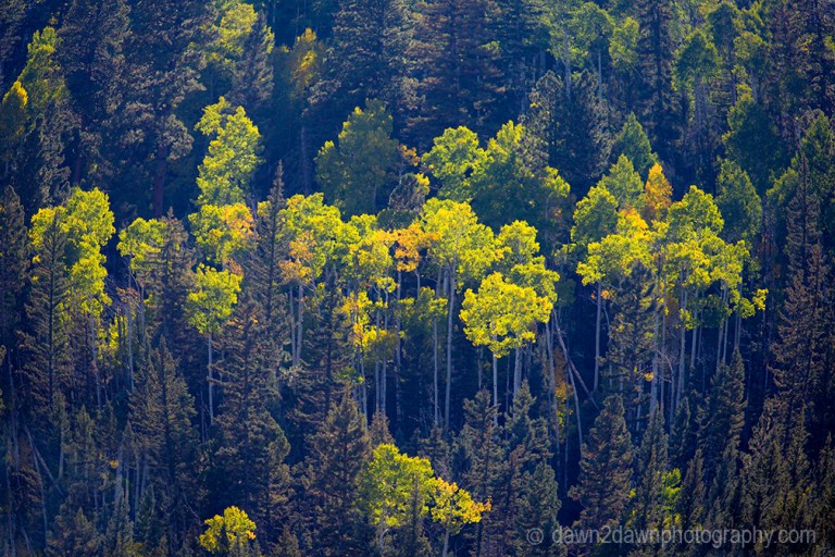 Fall colors have arrived via Aspen Trees at Kaibab National Forest, Arizona