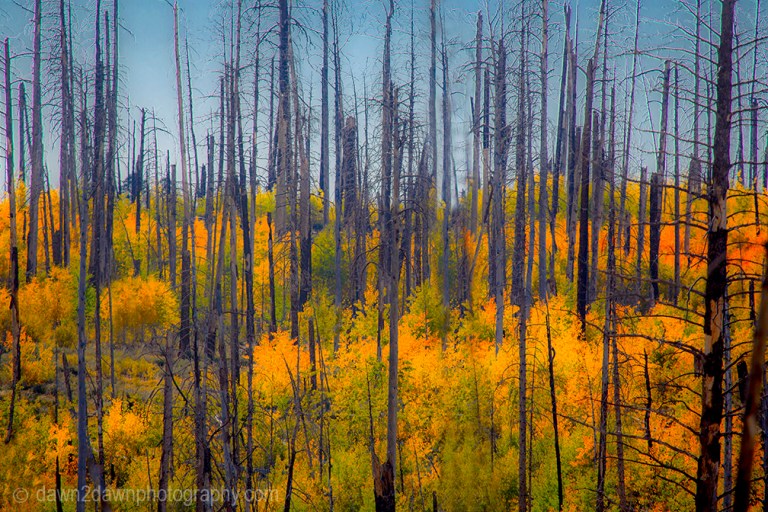 Fall colors have arrived via Aspen Trees at Kaibab National Forest, Arizona