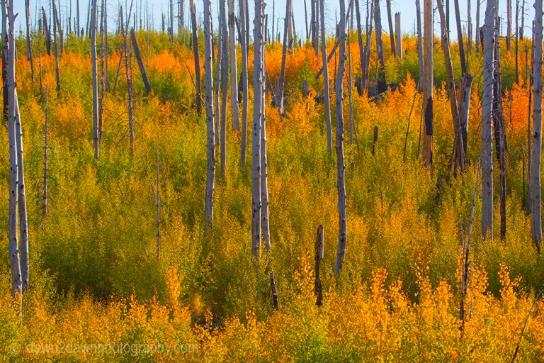 Fall colors have arrived via Aspen Trees at Kaibab National Forest, Arizona