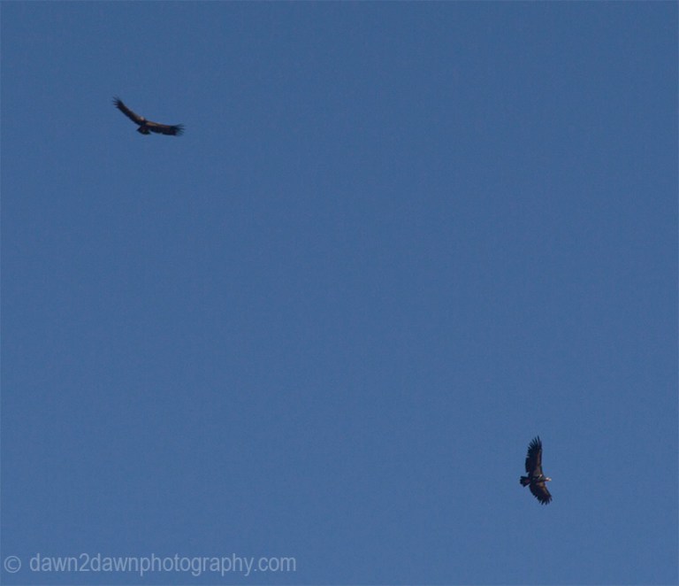 zion-condors_3661
