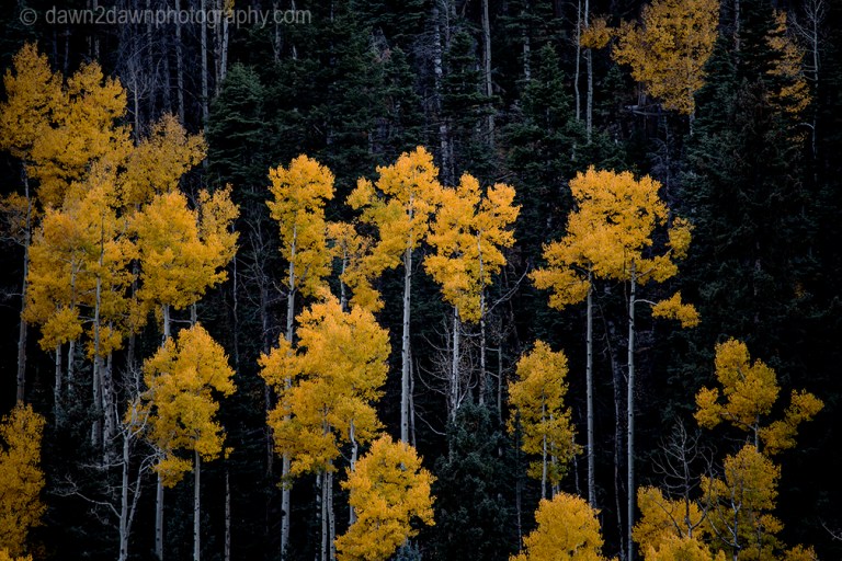 Fall colors have arrived in Cedar Canyon in Southern Utah.