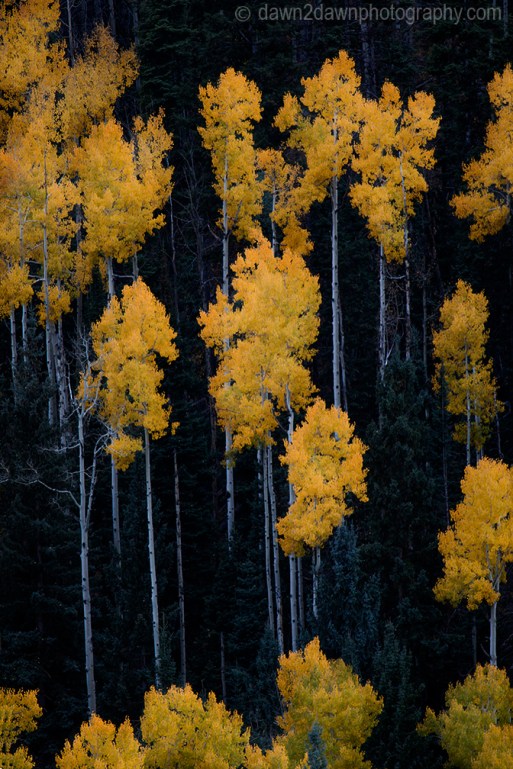 Fall colors have arrived in Cedar Canyon in Southern Utah.