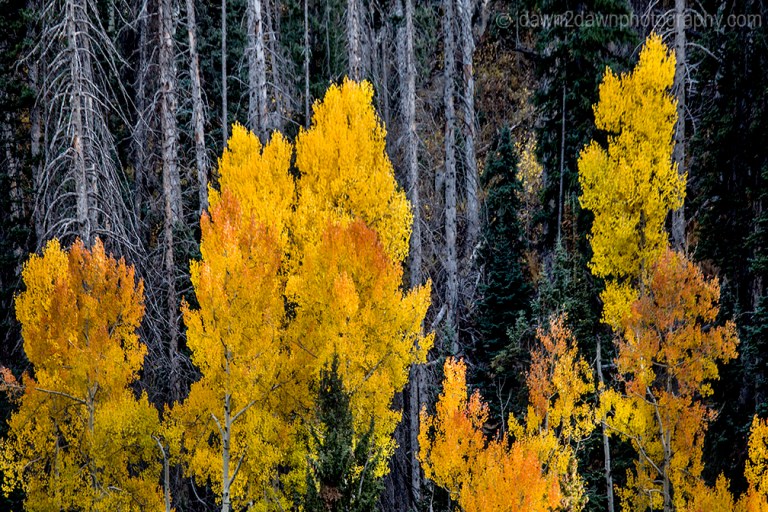 Fall colors have arrived in Cedar Canyon in Southern Utah.