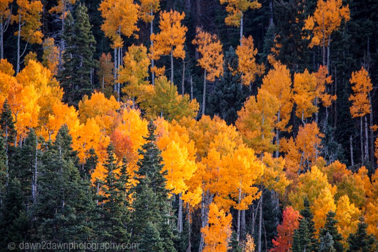 Fall colors have arrived in Cedar Canyon in Southern Utah.