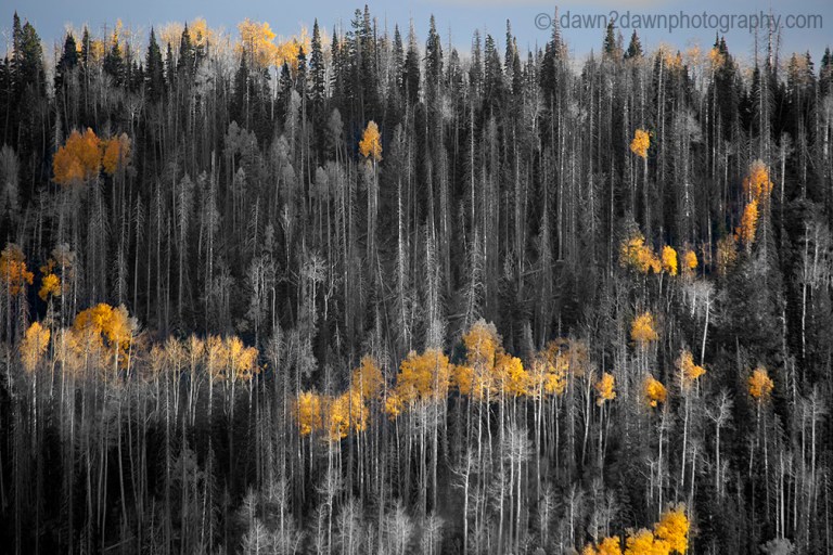 Fall colors have arrived in Cedar Canyon in Southern Utah.