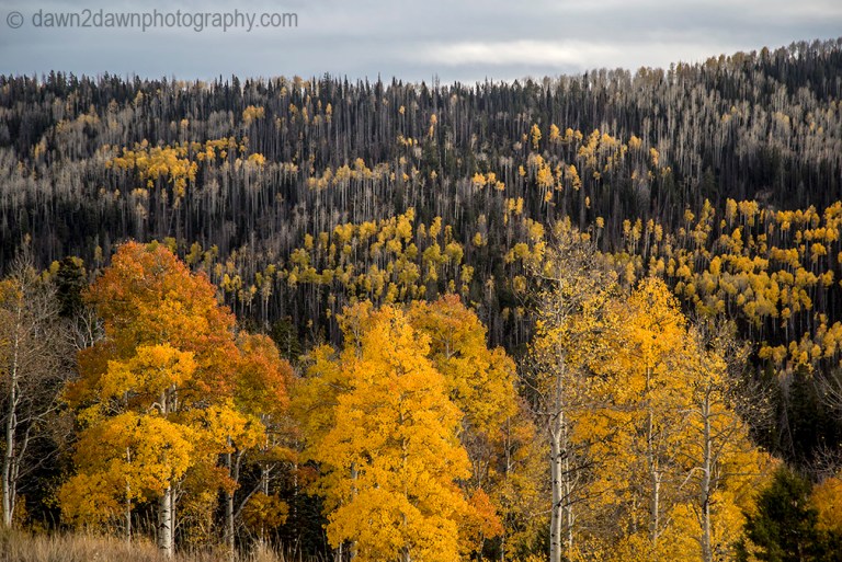 Fall colors have arrived in Cedar Canyon in Southern Utah.