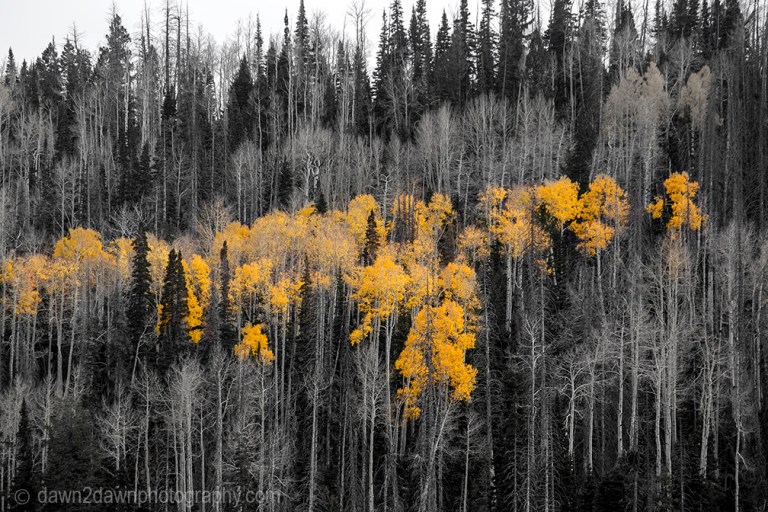 Fall colors have arrived in Cedar Canyon in Southern Utah.