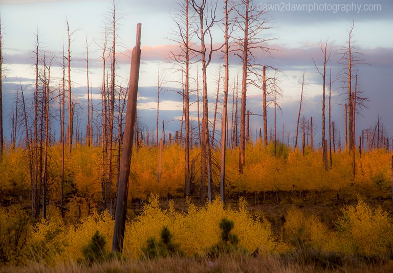 Fall coors appear in a dead tree forest at Kaibab National Forest, Arizona