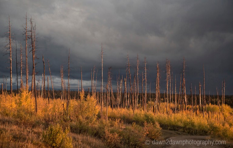 Fall coors appear in a dead tree forest at Kaibab National Forest, Arizona