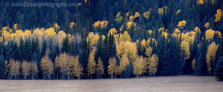 Fall colors have arrived via Aspen Trees at Kaibab National Forest, Arizona