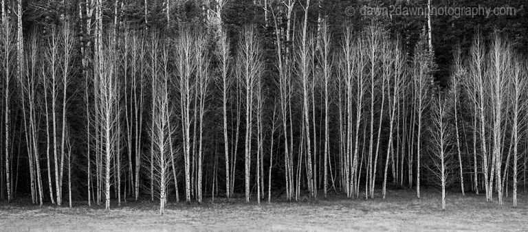 Leaveless Aspen Trees at Kaibab National Forest, Arizona