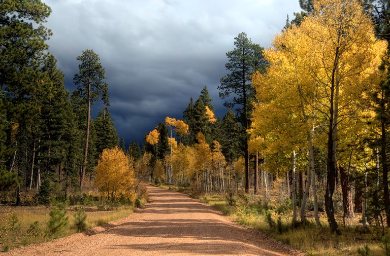 kaibab-fall-colors_3930
