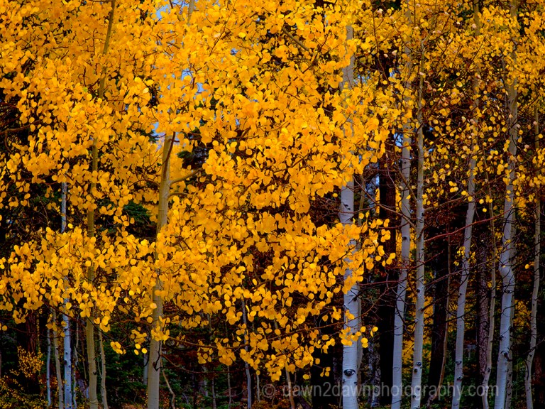 Fall colors have arrived via Aspen Trees at Kaibab National Forest, Arizona