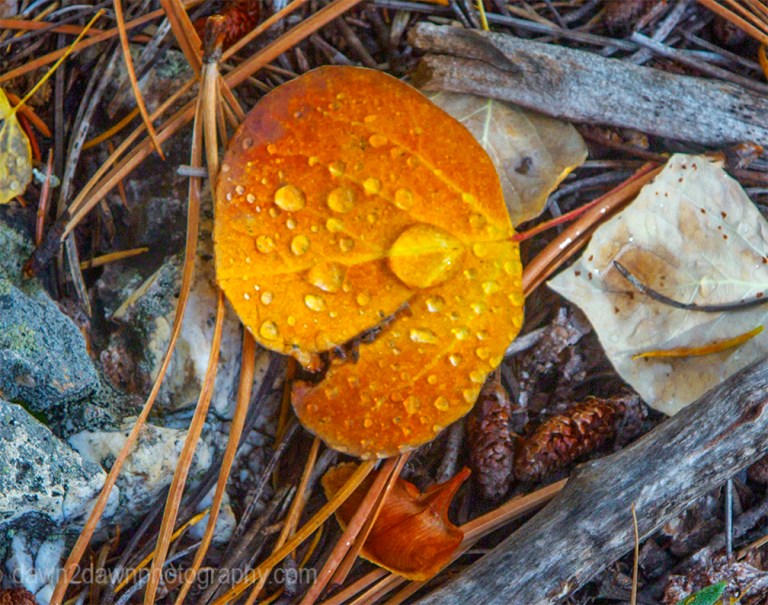 kaibab-fall-colors_4017