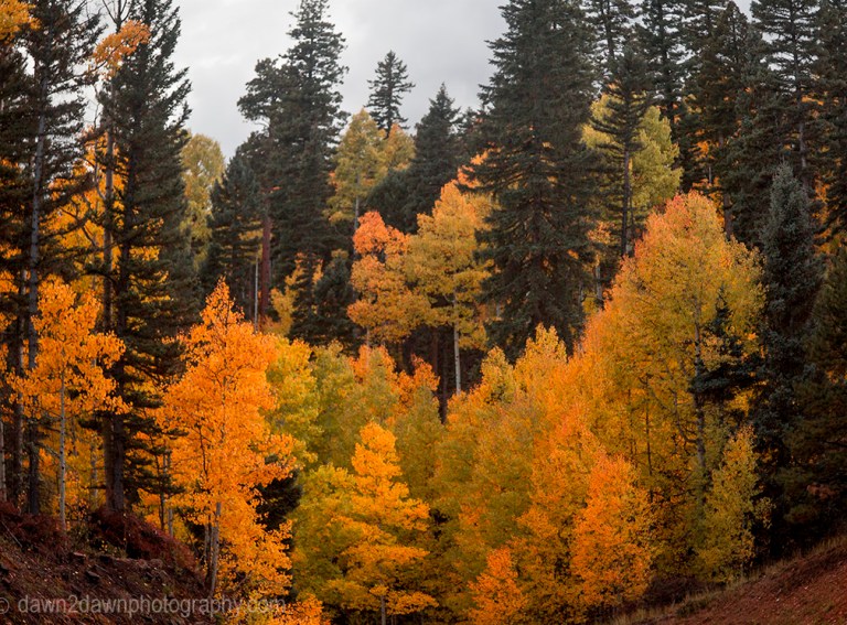 Fall colors have arrived via Aspen Trees at Kaibab National Forest, Arizona