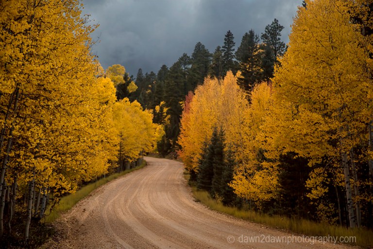Fall colors have arrived via Aspen Trees at Kaibab National Forest, Arizona