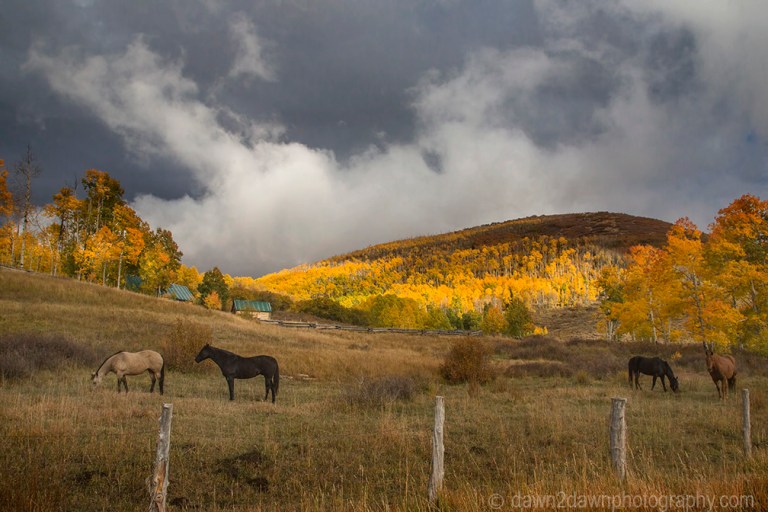 Fall colors have arrived at the Kolob Plateau in Southern Utah.