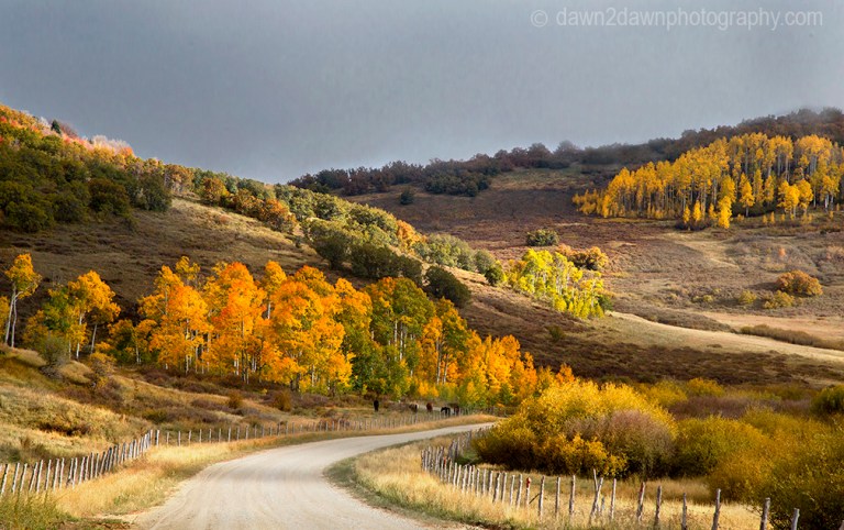 Fall colors have arrived at the Kolob Plateau in Southern Utah.