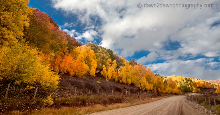 Fall colors have arrived at the Kolob Plateau in Southern Utah.