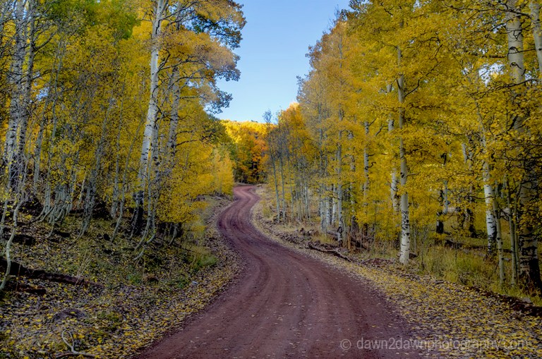 Fall colors have arrived at the Kolob Plateau in Southern Utah.