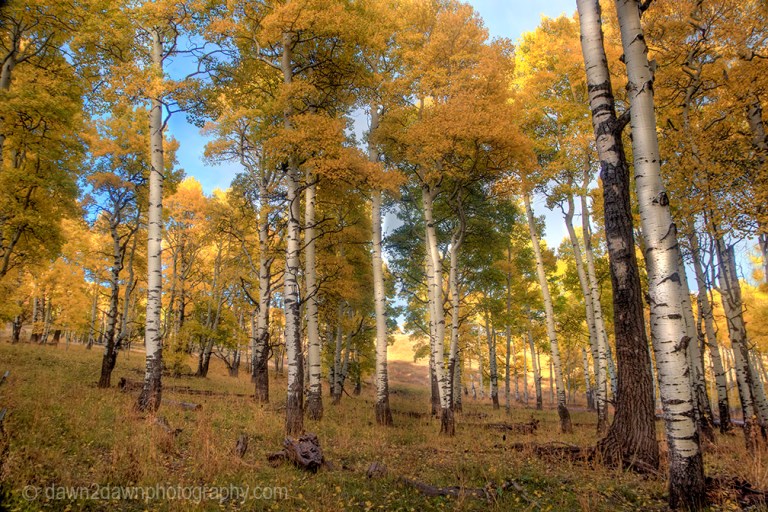 Fall colors have arrived at the Kolob Plateau in Southern Utah.