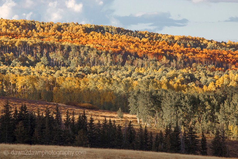 Fall colors have arrived at the Kolob Plateau in Southern Utah.