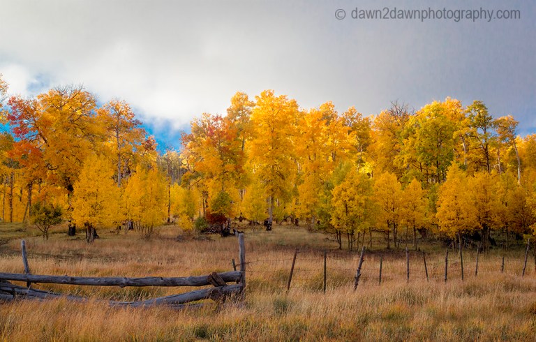 Fall colors have arrived at the Kolob Plateau in Southern Utah.