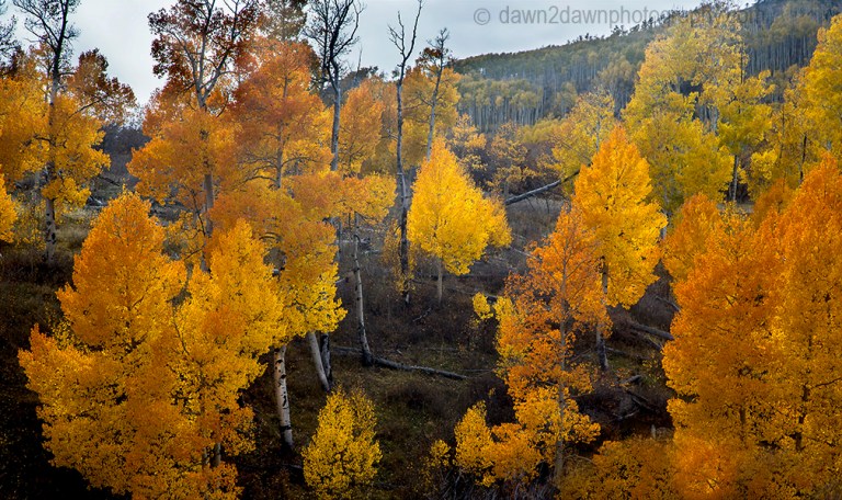 Fall colors have arrived in the highlands of Southern Utah.
