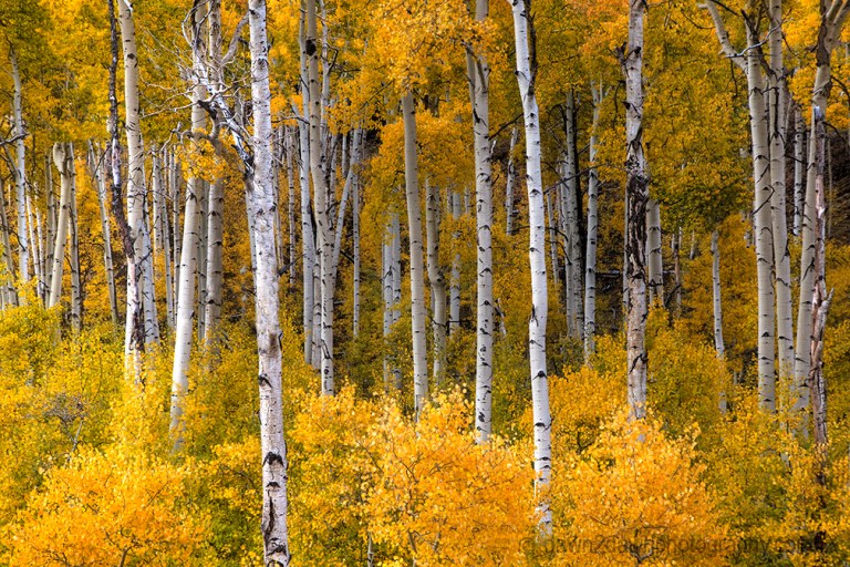 Fall colors have arrived in the highlands of Southern Utah.