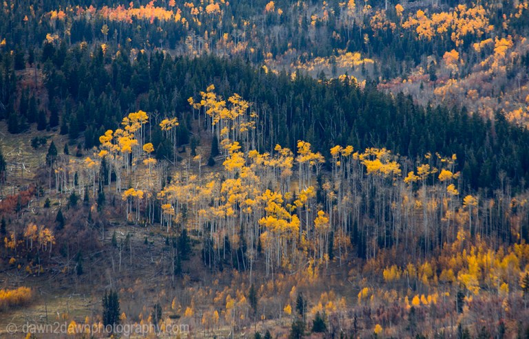 Fall colors have arrived in the highlands of Southern Utah.