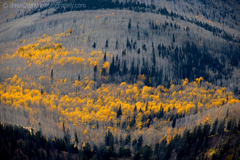 Fall colors have arrived in the highlands of Southern Utah.