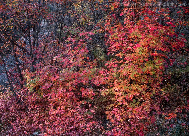 Fall colors have arrived at Zion Canyon at Zion National Park, Utah