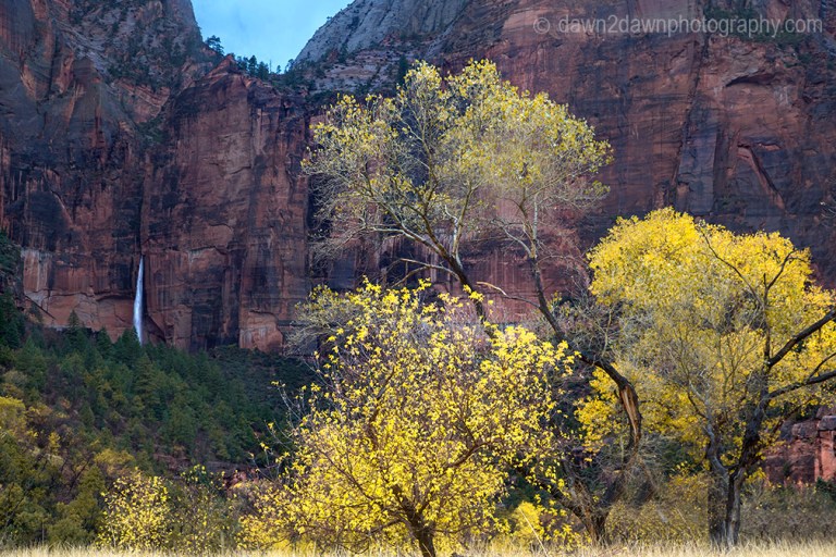 Fall colors have arrived at Zion Canyon at Zion National Park, Utah
